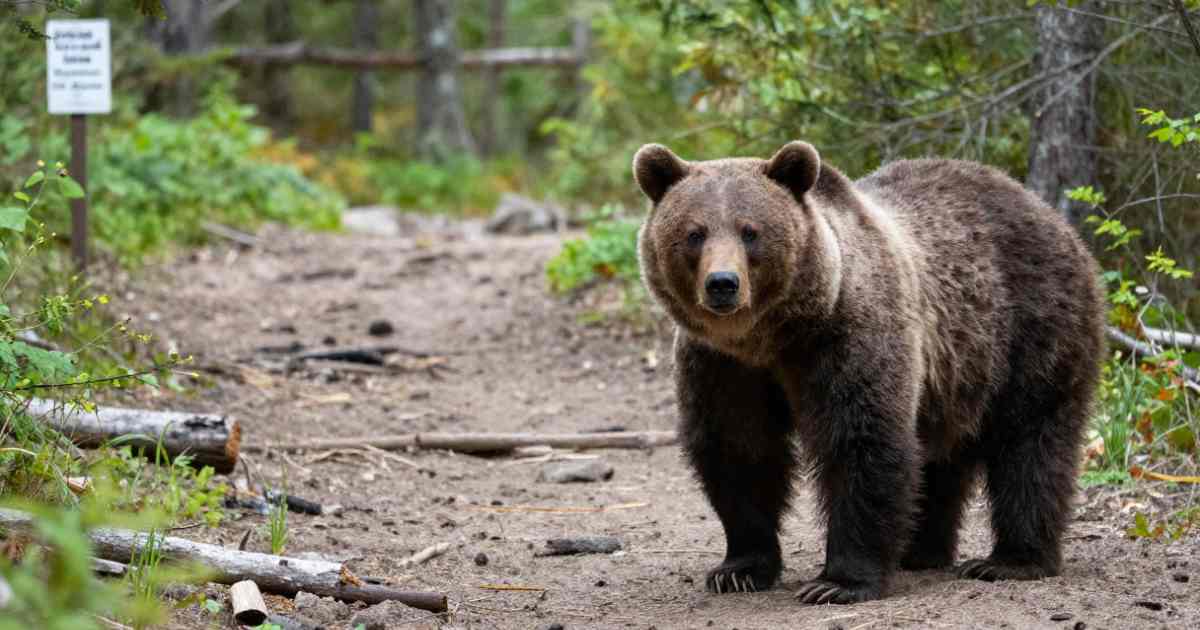 Wildlife Encounters What to Do If You See a Bear